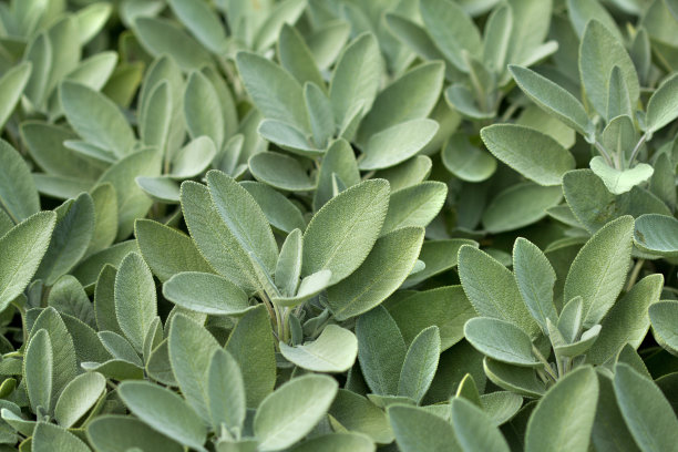 sage