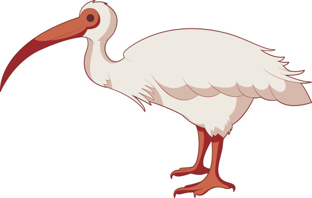 ibis