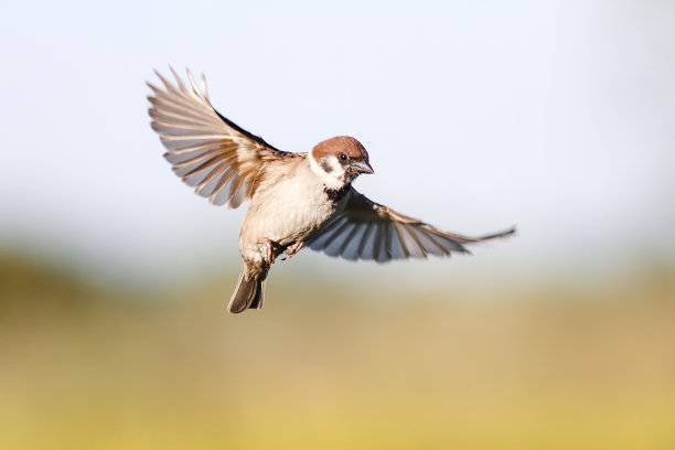 sparrow