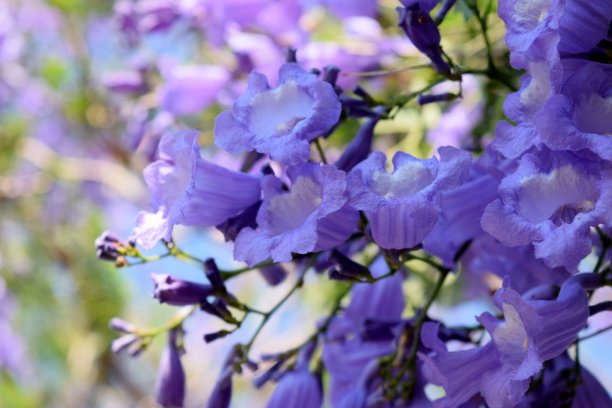 jacaranda