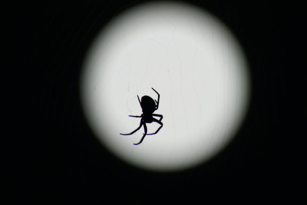 araneae