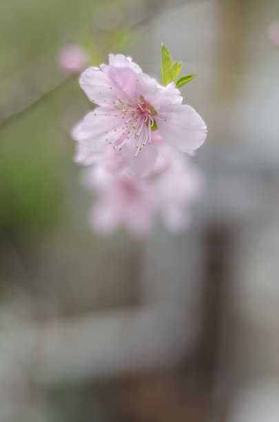 桃花高清白底