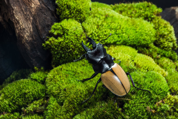 beetles