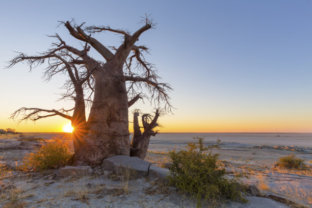 baobab
