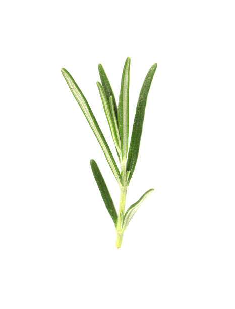 rosemary