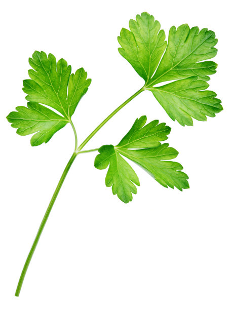 cilantro