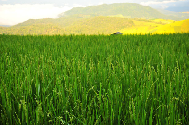 农作物,稻,种植园