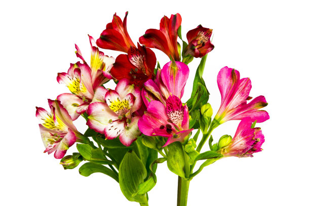 仅一朵花,叶子,花
