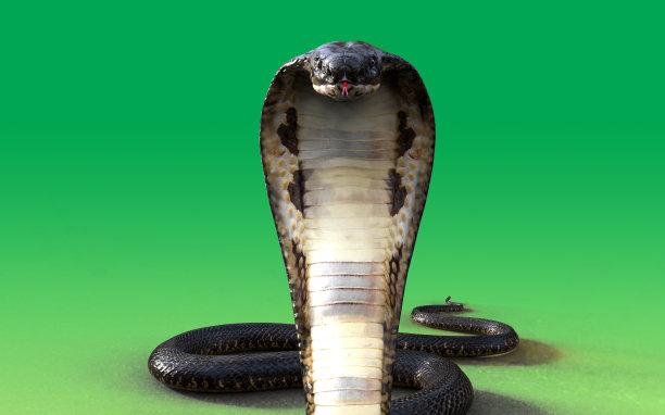 cobra