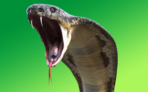 毒蛇