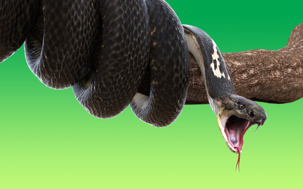 atheris