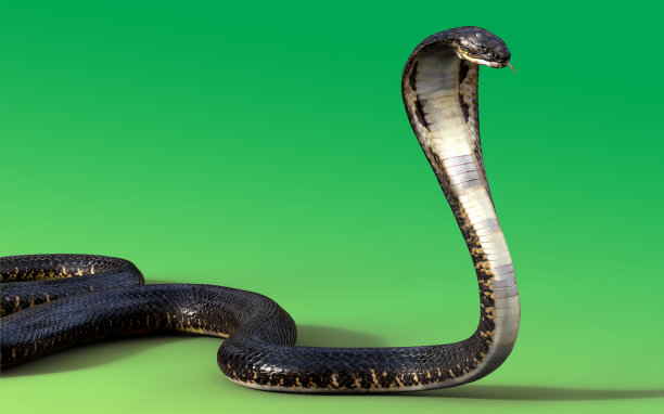 cobra