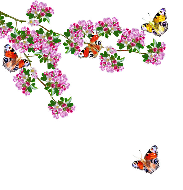 杏花与蝴蝶