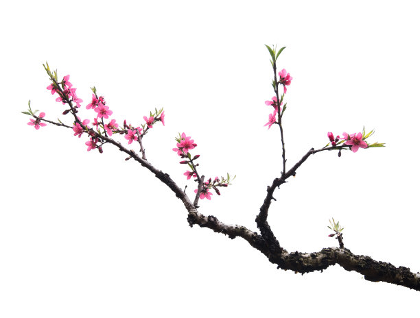 buds