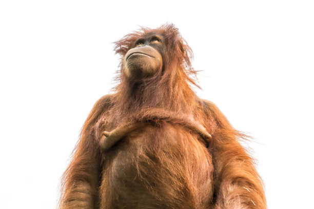 pongo