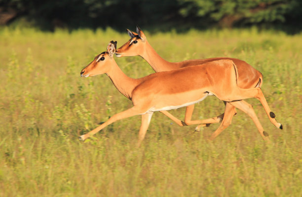 antelope