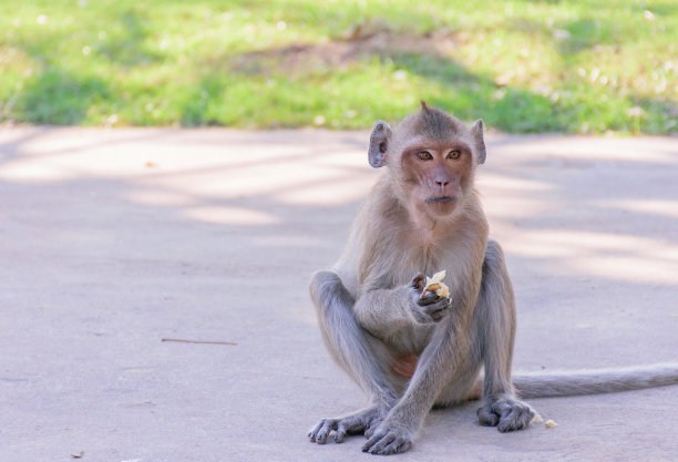 monkey-nut