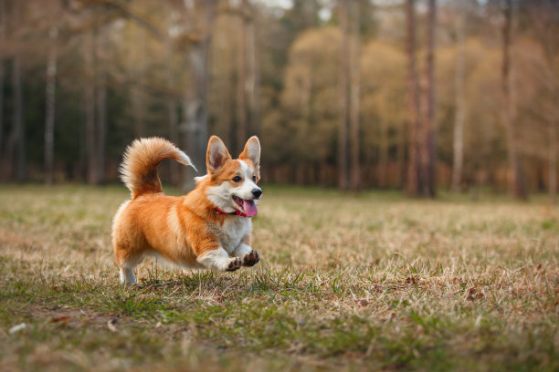 柯基犬