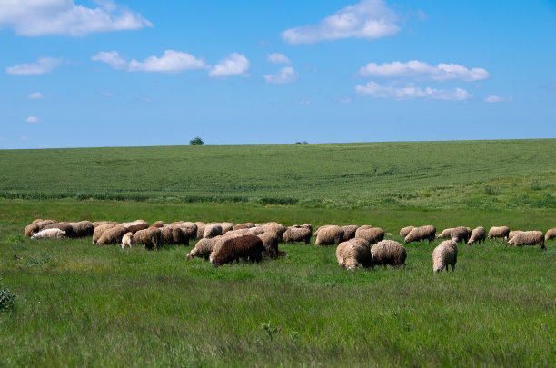 草原上放牧羊群