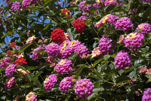 verbena