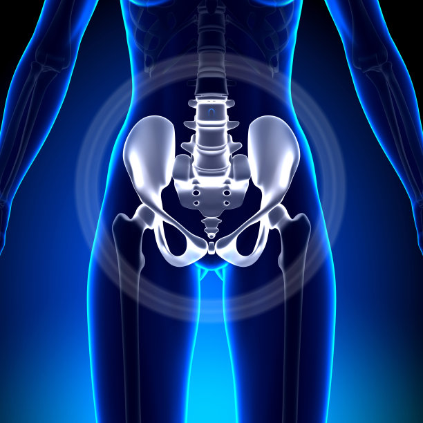 pelvis