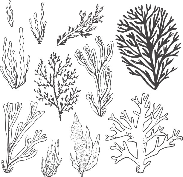 corals