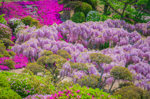 紫藤花