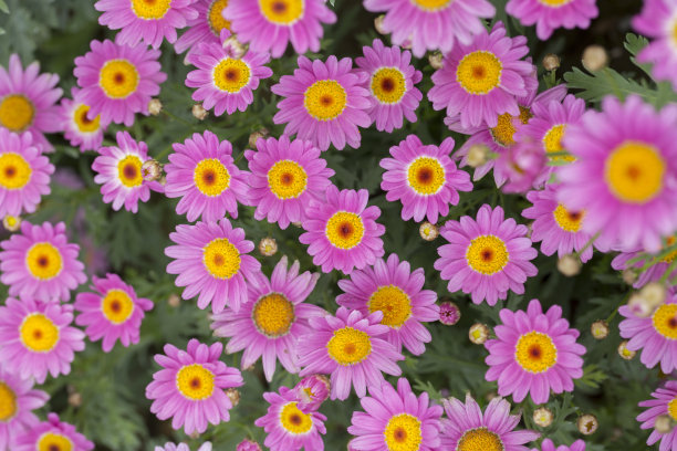 camomiles