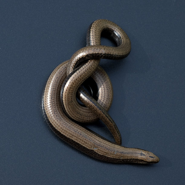 caecilian