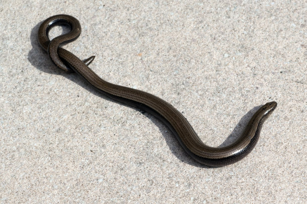 caecilian