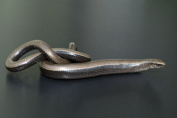 caecilian