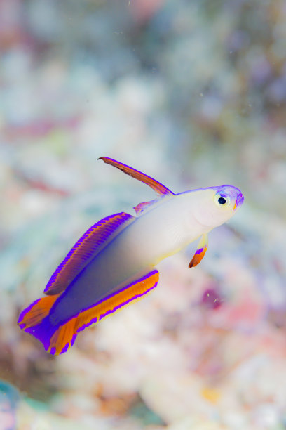 小型热带鱼