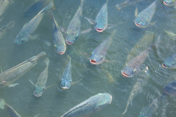 tilapia