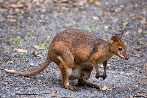 澳洲小袋鼠