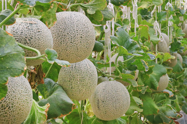 cantaloupe