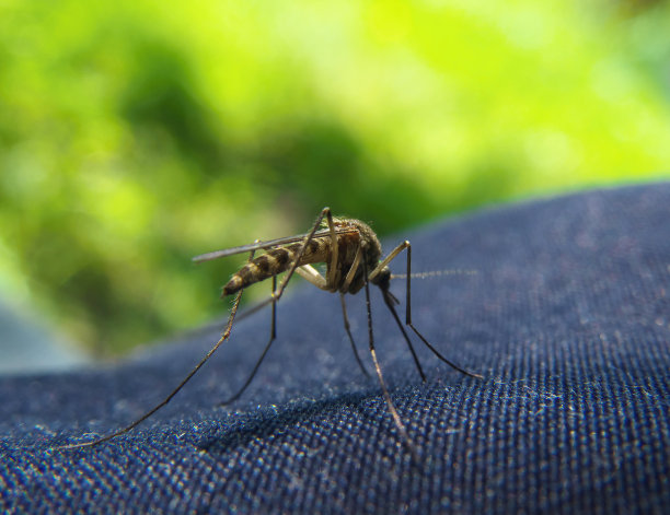 mosquito