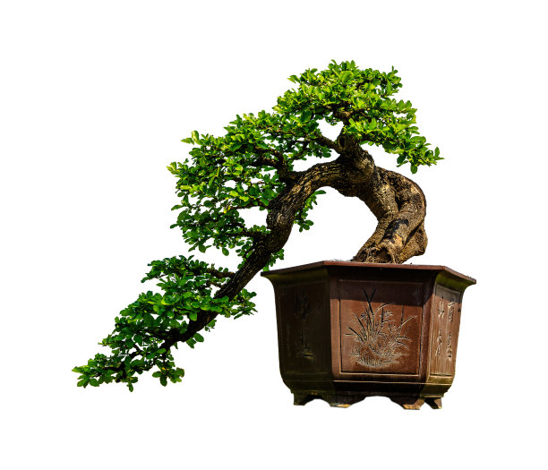 bonsai