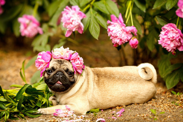 pug