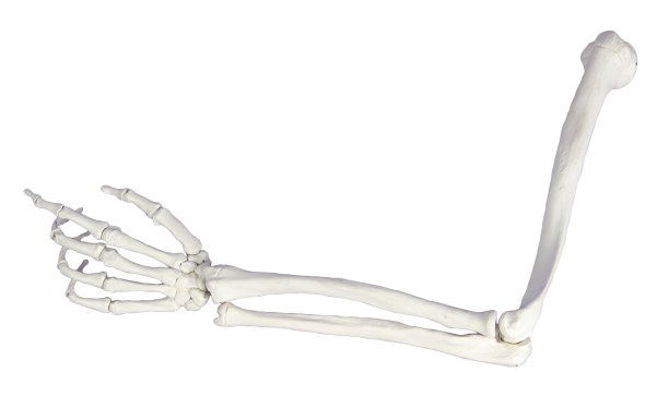 bone