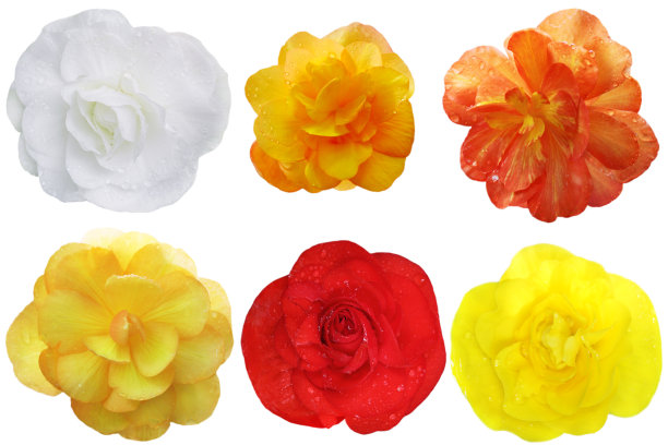 begonia