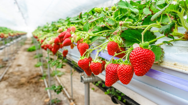 strawberry