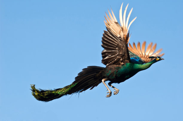 peacock