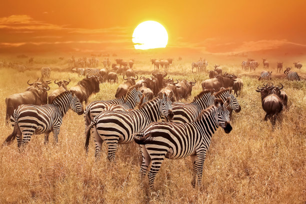 wildlife