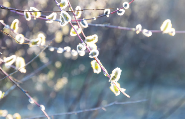 柳树发芽