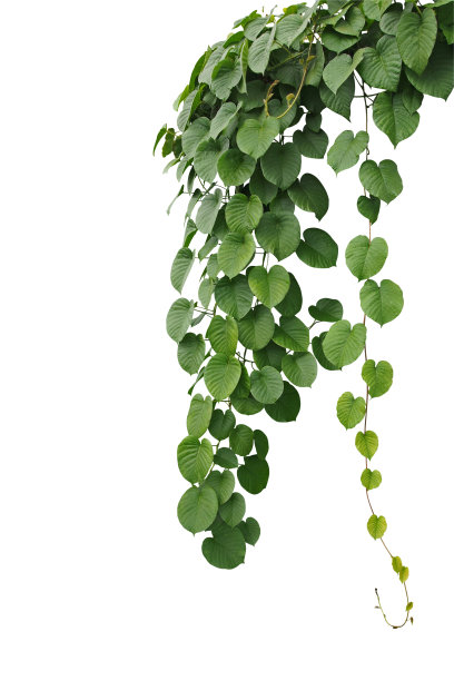 藤本植物