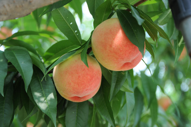 peach