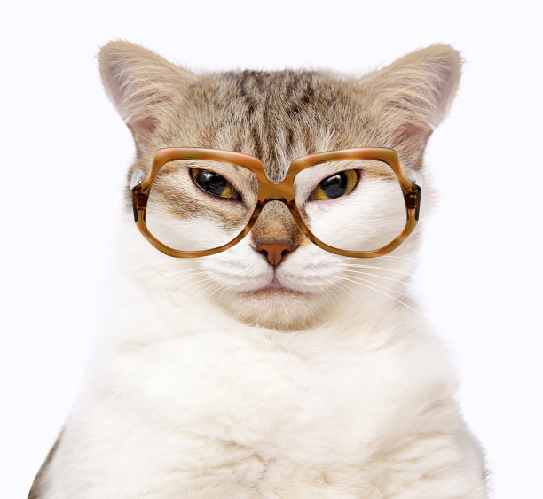 戴眼镜的猫