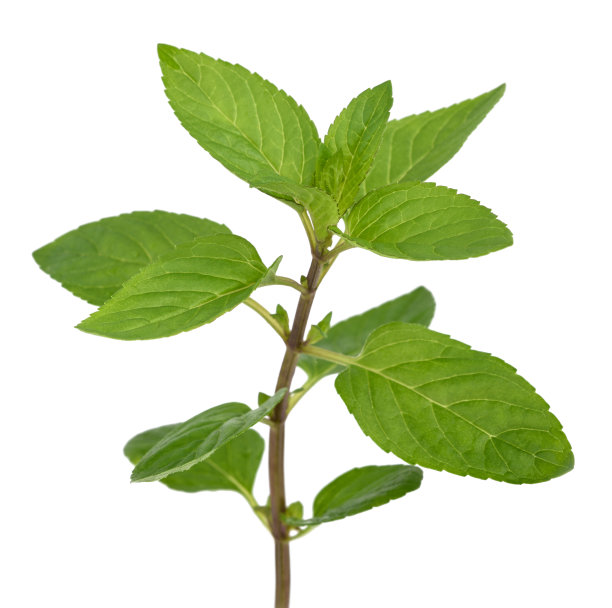 twig
