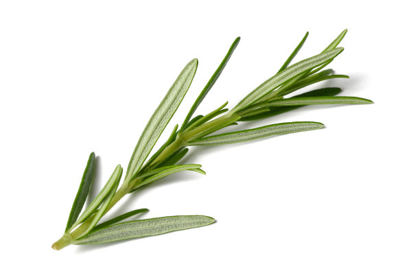 rosemary