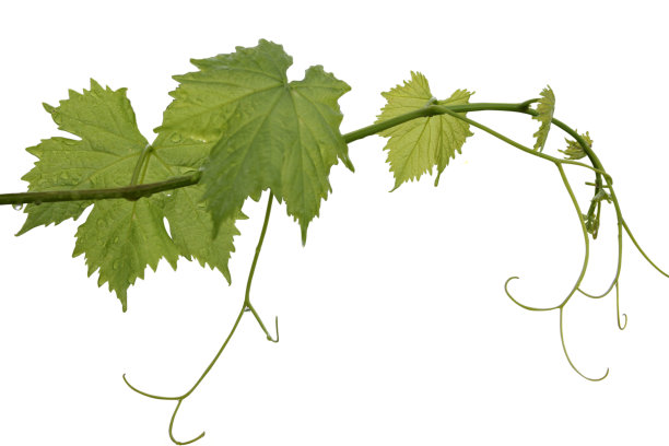 vineyard
